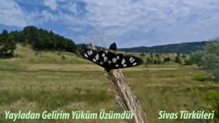 Sivas Türküleri - Yayladan Gelirim Yüküm Üzümdür