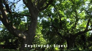 Zeytinyağı Şişesi - Necla Ercantaş
